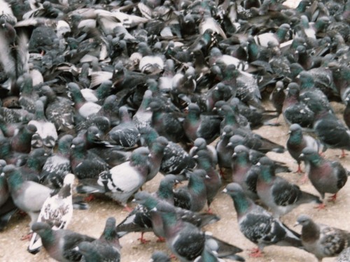 Pigeons 1 500x375 Do's and Don'ts To Getting Your Music Posted On Blogs